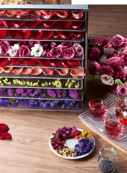 Сушилка для овощей и фруктов Kocateq DHFD10